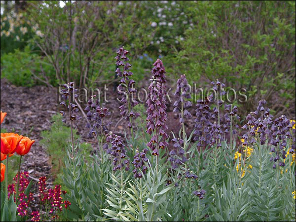 Neat combination of the Orange Tulip and the dusky purple of the Fritillaria